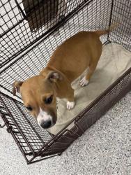 Shelter Stray Male Dog last seen virginia ave, City of Knoxville GP, TN, 3201 Division St, Knoxville, TN 37919, USA