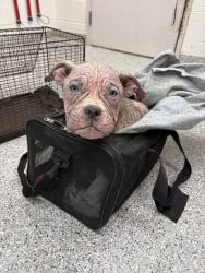 Shelter Stray Female Dog last seen granger ave/ broadway, City of Knoxville GP, TN, 3201 Division St, Knoxville, TN 37919, USA