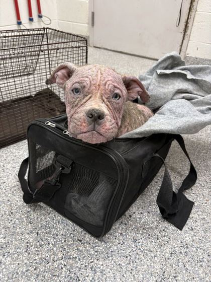 Shelter Stray Female Dog last seen granger ave/ broadway, City of Knoxville GP, TN, 3201 Division St, Knoxville, TN 37919, USA