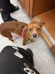 Shelter Stray Male Dog last seen Near 5th ave, Knox County GP, TN, 3201 Division St, Knoxville, TN 37919, USA