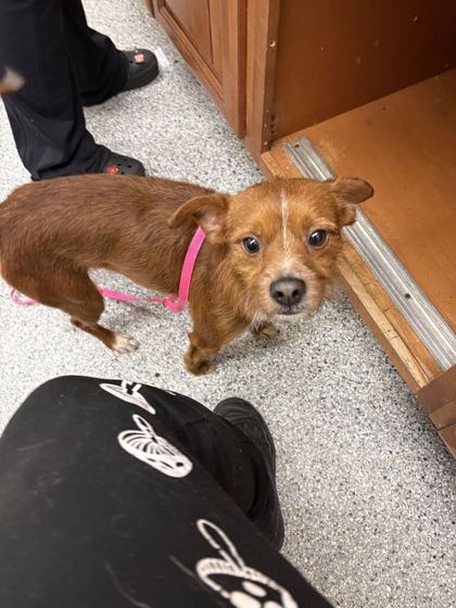Shelter Stray Male Dog last seen Near 5th ave, Knox County GP, TN, 3201 Division St, Knoxville, TN 37919, USA