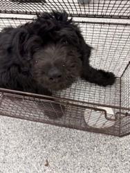 Shelter Stray Male Dog last seen Near hardin valley rd, Knox County GP, TN, 3201 Division St, Knoxville, TN 37919, USA