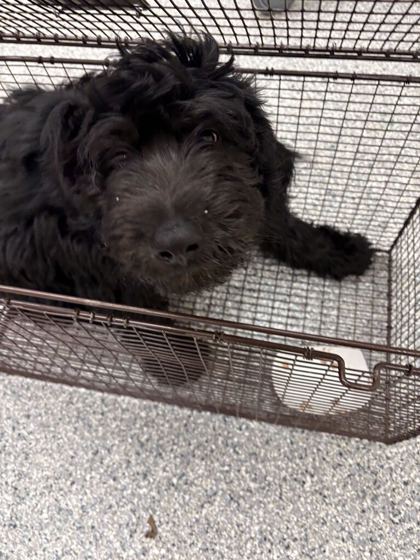Shelter Stray Male Dog last seen Near hardin valley rd, Knox County GP, TN, 3201 Division St, Knoxville, TN 37919, USA