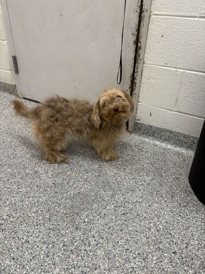 Shelter Stray Female Dog last seen Near Farragut ave, City of Knoxville GP, TN, 3201 Division St, Knoxville, TN 37919, USA