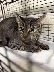 Shelter Stray Unknown Cat last seen dry gap pike, Knox County GP, TN, 3201 Division St, Knoxville, TN 37919, USA