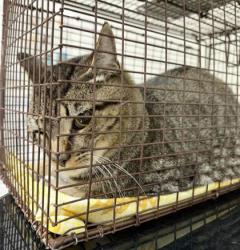 Shelter Stray Unknown Cat last seen dry gap pike, Knox County GP, TN, 3201 Division St, Knoxville, TN 37919, USA