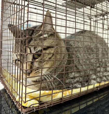 Shelter Stray Unknown Cat last seen dry gap pike, Knox County GP, TN, 3201 Division St, Knoxville, TN 37919, USA
