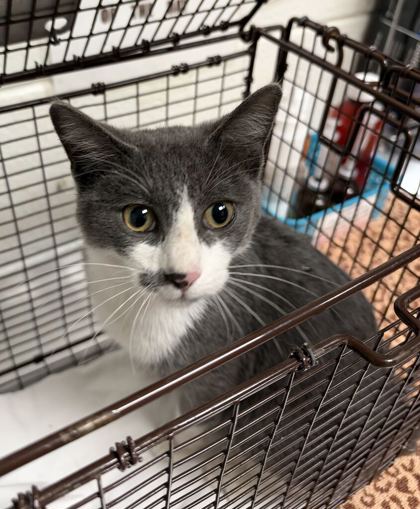 Shelter Stray Male Cat last seen Near tanglewood rd, Knox County GP, TN, 3201 Division St, Knoxville, TN 37919, USA