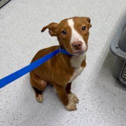 Shelter Stray Male Dog last seen Dumped outside, Oakland, CA, 1101 29th Ave, Oakland, CA 94601, USA