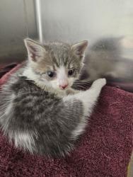 Shelter Stray Male Cat last seen Near Labyrinth, 21215, MD, 2490 Giles Rd, Baltimore, MD 21225, USA
