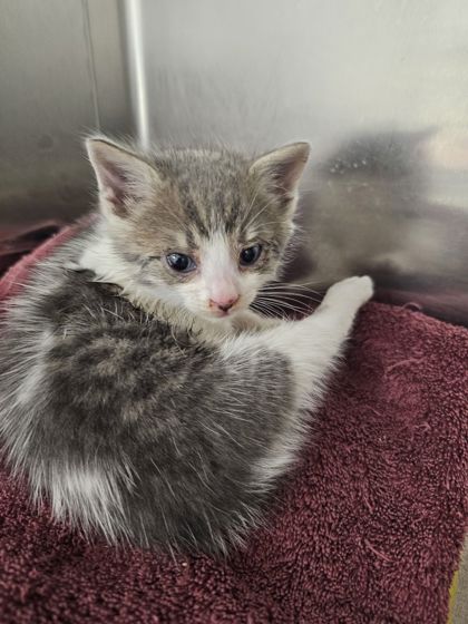 Shelter Stray Male Cat last seen Near Labyrinth, 21215, MD, 2490 Giles Rd, Baltimore, MD 21225, USA