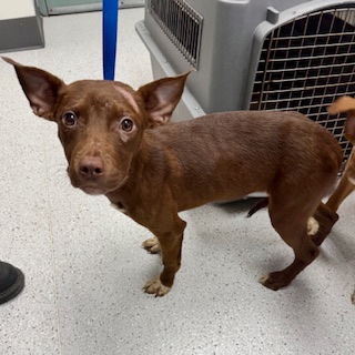 Shelter Stray Female Dog last seen Dumped outside, Oakland, CA, 1101 29th Ave, Oakland, CA 94601, USA