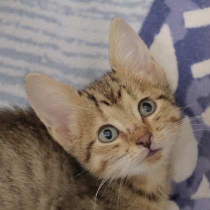 Shelter Stray Male Cat last seen Kayser Ford 2303 West Beltline, Madison 14, City of, WI, 5132 Voges Rd, Madison, WI 53718, USA