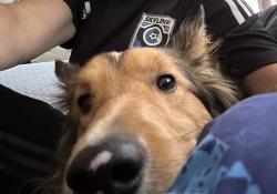 Lost Male Dog last seen Bates and Ouray Way, Aurora, CO 80013