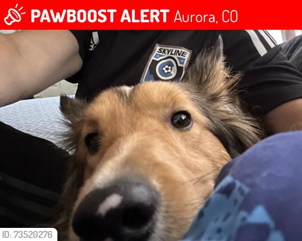 Lost Male Dog last seen Bates and Ouray Way, Aurora, CO 80013