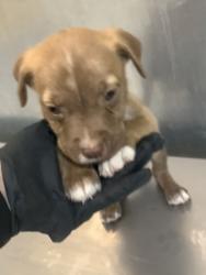 Shelter Stray Male Dog last seen Near E BERRY ST, East District, TX, 355 Hillshire Dr, Haslet, TX 76052, USA
