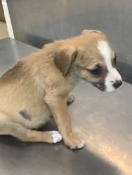 Shelter Stray Female Dog last seen Near E BERRY ST, East District, TX, 355 Hillshire Dr, Haslet, TX 76052, USA