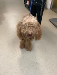 Shelter Stray Male Dog last seen Near Oriole Court, North District, TX, 355 Hillshire Dr, Haslet, TX 76052, USA
