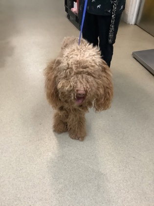 Shelter Stray Male Dog last seen Near Oriole Court, North District, TX, 355 Hillshire Dr, Haslet, TX 76052, USA