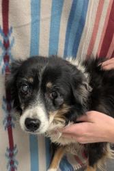 Shelter Stray Female Dog last seen Hwy 314 By Allsups, Los Chavez,, 1209 NM-314, Los Lunas, NM 87031, USA
