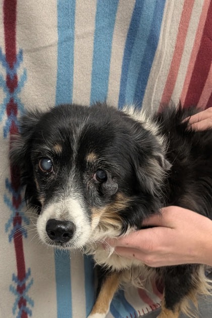 Shelter Stray Female Dog last seen Hwy 314 By Allsups, Los Chavez,, 1209 NM-314, Los Lunas, NM 87031, USA