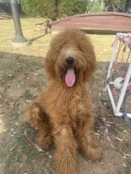 Shelter Stray Male Dog last seen Univeristy St, Memphis, TN, 935 Farm Rd, Memphis, TN 38134, USA
