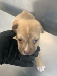 Shelter Stray Male Dog last seen Near E BERRY ST, East District, TX, 355 Hillshire Dr, Haslet, TX 76052, USA