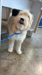 Shelter Stray Female Dog last seen Marine Creek Park Trail, Central District, TX, 355 Hillshire Dr, Haslet, TX 76052, USA