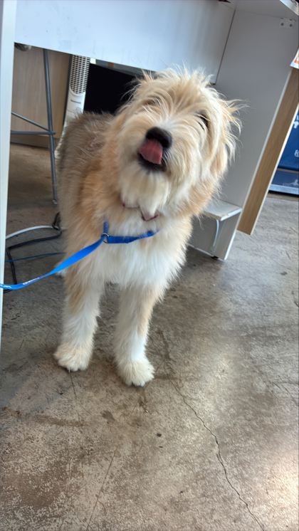 Shelter Stray Female Dog last seen Marine Creek Park Trail, Central District, TX, 355 Hillshire Dr, Haslet, TX 76052, USA