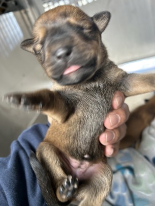 Shelter Stray Female Dog last seen Near RENNER AVE, Central District, TX, 355 Hillshire Dr, Haslet, TX 76052, USA