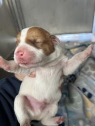 Shelter Stray Male Dog last seen Near RENNER AVE, Central District, TX, 355 Hillshire Dr, Haslet, TX 76052, USA
