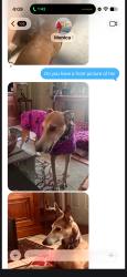 Reunited Female Dog last seen Cole St & Military, West Palm Beach, FL 33417