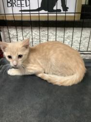 Shelter Stray Male Cat last seen Near Alta Mere Drive, West District, TX, 355 Hillshire Dr, Haslet, TX 76052, USA