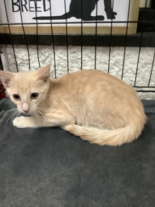 Shelter Stray Male Cat last seen Near Alta Mere Drive, West District, TX, 355 Hillshire Dr, Haslet, TX 76052, USA