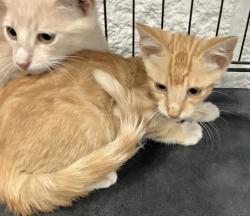 Shelter Stray Male Cat last seen Near Alta Mere Drive, West District, TX, 355 Hillshire Dr, Haslet, TX 76052, USA