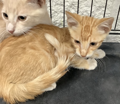 Shelter Stray Male Cat last seen Near Alta Mere Drive, West District, TX, 355 Hillshire Dr, Haslet, TX 76052, USA