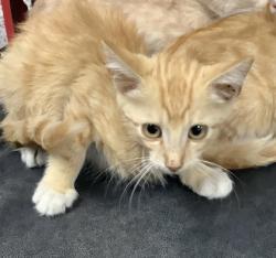 Shelter Stray Male Cat last seen Near Alta Mere Drive, West District, TX, 355 Hillshire Dr, Haslet, TX 76052, USA