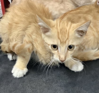 Shelter Stray Male Cat last seen Near Alta Mere Drive, West District, TX, 355 Hillshire Dr, Haslet, TX 76052, USA
