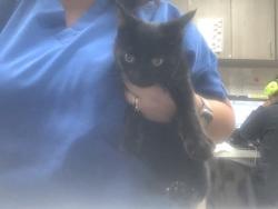 Shelter Stray Female Cat last seen Near Granbury Rd, South District, TX, 355 Hillshire Dr, Haslet, TX 76052, USA