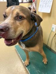 Shelter Stray Male Dog last seen Near Birchwood Ln, Desoto, TX, 1150 E Pleasant Run Rd, Cedar Hill, TX 75104, USA