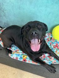 Shelter Stray Female Dog last seen Near Birchwood Ln, Desoto, TX, 1150 E Pleasant Run Rd, Cedar Hill, TX 75104, USA