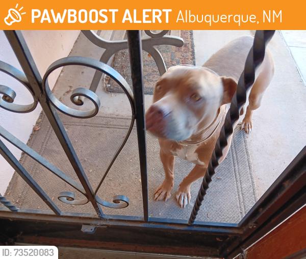 Found/Stray Male Dog last seen 12th and Menaul NW, Albuquerque, NM 87104