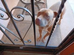 Found/Stray Male Dog last seen 12th and Menaul NW, Albuquerque, NM 87104