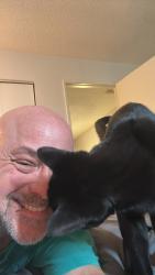 Reunited Male Cat last seen Remedy Cafe, 109st, Edmonton, AB T6E 4M7