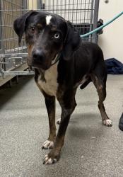 Shelter Stray Male Dog last seen E Church St/ Somerville Elkton Road, Milford Twp, OH, 1820 Princeton Rd, Hamilton, OH 45011, USA