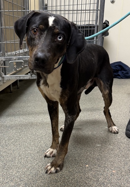 Shelter Stray Male Dog last seen E Church St/ Somerville Elkton Road, Milford Twp, OH, 1820 Princeton Rd, Hamilton, OH 45011, USA