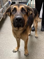 Shelter Stray Male Dog last seen University Blvd/ Manchester Rd, Middletown, OH, 1820 Princeton Rd, Hamilton, OH 45011, USA