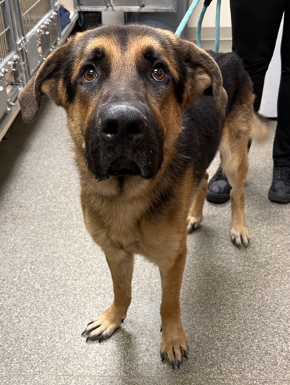 Shelter Stray Male Dog last seen University Blvd/ Manchester Rd, Middletown, OH, 1820 Princeton Rd, Hamilton, OH 45011, USA