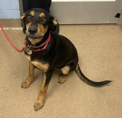 Shelter Stray Female Dog last seen Near Redwing Circle, 30035, GA, 3280 Chamblee Dunwoody Rd, Chamblee, GA 30341, USA
