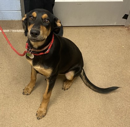 Shelter Stray Female Dog last seen Near Redwing Circle, 30035, GA, 3280 Chamblee Dunwoody Rd, Chamblee, GA 30341, USA